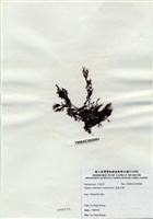 藏品(長枝沙菜)的圖片